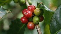 Costa Rican Coffee, Chocolate and Sugar Cane Activity