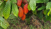 2 Hour Coffee & Chocolate Tour in Playas del Coco