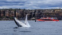 Sydney Hop-on-Hop-off Cruise and Whale Watching Cruise