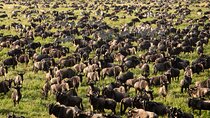 2 Day Private Tanzania Tour: Ngorongoro Crater and Tarangire