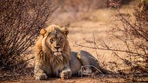 Aquila Game Reserve Safari with wine tasting, Transport & Lunch