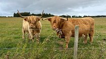 Invergordon Private Sheepdogs, Highland cows and Castle Tour 