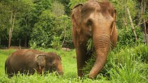Phuket Elephant Nature Reserve Ethical Sanctuary 