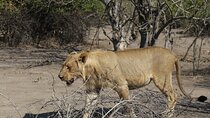 Chobe Extended Day Trip from Victoria Falls - Small Group