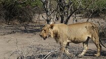 Small Group: Zambezi National Park Guided Game Drive