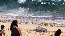 Dole,Garlic Shrimp, Northshore Customizable Group Priced Tour 