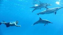 Swim with Dolphins Sea Trip Adventure with Lunch - Marsa Alam