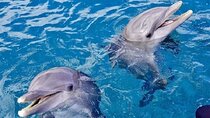 Dolphin Swimming Experience at Redsea with Lunch – Marsa Alam
