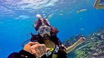 Beginners Scuba Diving Boat Trip: 2 Stops with Lunch – Marsa Alam