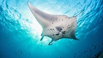 Nusa Lembongan Snorkeling with Manta Bay & Island Tour from Bali