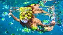 Kona Shore Excursion: Wild Dolphin Reefs Snorkel and Sea Caves 