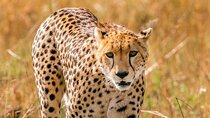 3 Days, 2 nights Maasai Mara Private Safari