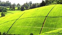 Day Tour to Kiambethu Tea Farm 