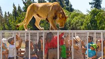 Safari Park, Wild Experience