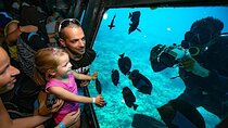 Semi-Submarine and Snorkeling Trip with transfer – Hurghada