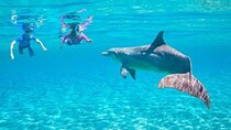 Dolphin House Snorkeling Sea Trip With Transportation– Marsa Alam