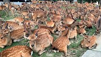 Kyoto & Nara Private Tour from Osaka Kyoto Hotel Pick-up
