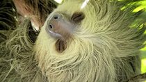 Quepos Manuel Antonio Park Nature Guided Tour