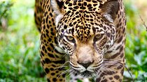 Cusco: 4 Days inside the Manu Park - Jungle Amazon Reserve
