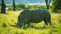 Tour To Lake Nakuru Park with Optional boat ride on Lake Naivasha