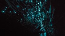 Glowworm Caves & Hamilton Gardens Day Tour from Auckland