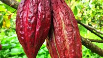 Private Cocoa Tour and Horseback Riding in Pereira