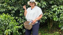 Coffee plantation tour Medellin