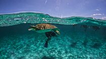 Small Group Semi Private Akumal and Cenote Snorkeling Tour