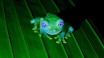 Night Tour in the Tropical Forest