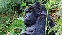 6 days Gorilla, Chimps and Wild Game Combo