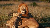 Johannesburg: Lion & Safari Park Open Vehicle Game Drive 