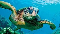 Snorkeling Adventure In Sharm El Naga With Lunch - Hurghada
