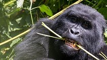 3 Day Gorilla Express Tour in Uganda