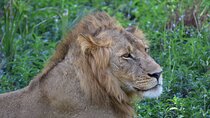 4 Days Mikumi and Udzungwa Mountains Safari Adventure