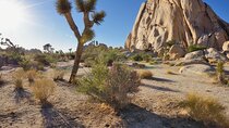 Private Day Tour to Joshua Tree National Park from San Diego 
