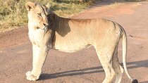 4 Days, 3 Nights Masai Mara National Reserve Safari on 4 x 4 Jeep