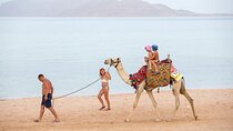 Camel Ride 1 Hour In the wonderful desert of Hurghada - Hurghada