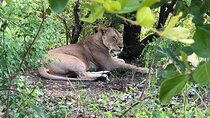 2 Days Stay at Mikumi Safari From Zanzibar