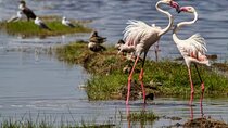 Private Day Tour to Lake Bogoria from Nairobi