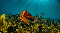 Guided Snorkeling Experience in Bondi