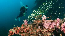 Scuba Diving Day Trip at King Cruiser