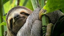 Manuel Antonio National Park Tour for 8 People