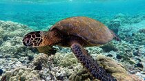 Snorkeling Trip in Sharm El Naga National Park & Lunch - Hurghada