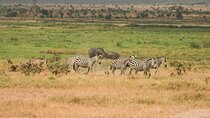 3 Days Maasai Mara Midrange Safari Experience