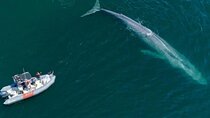 Whale and Dolphin Watching in San Diego Speedboat Tour