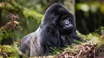 One Day Private Gorillas Tracking in Volcanoes National Park