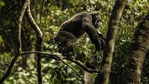2 Days Nyungwe National Park Tours -Chimps-Canopy-Waterfall