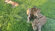  2 days private safari to Mikumi N park from Zanzibar or Dsm 