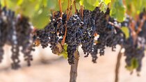 Private Pinotage Wine Tour in Stellenbosch