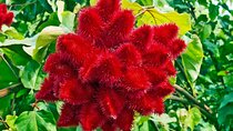 A Half Day Private Tour to Spice Farm